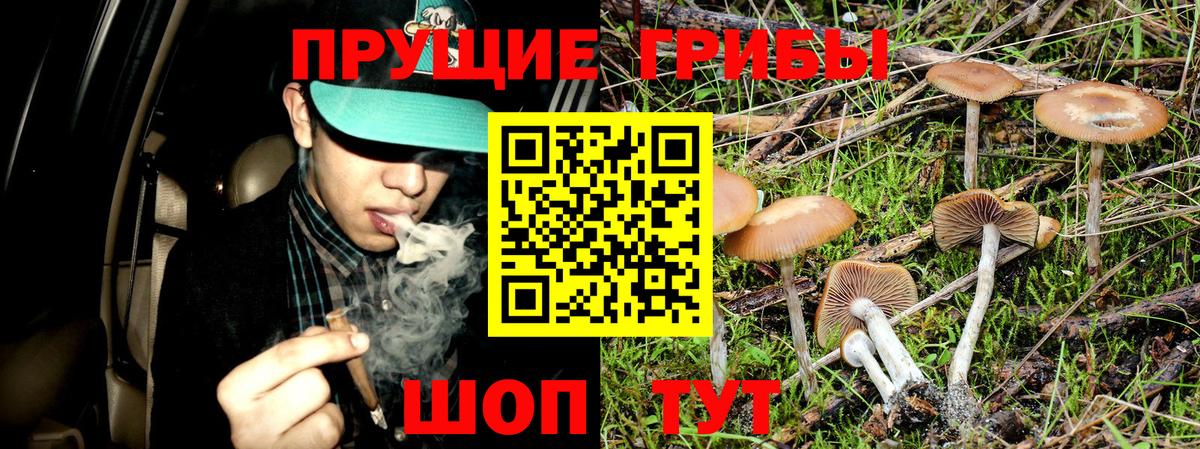 Соль-Илецк  Галлюциногенные грибы GOLDEN TEACHER  Вход с VPN  Галлюциногенные грибы прущие грибы 
